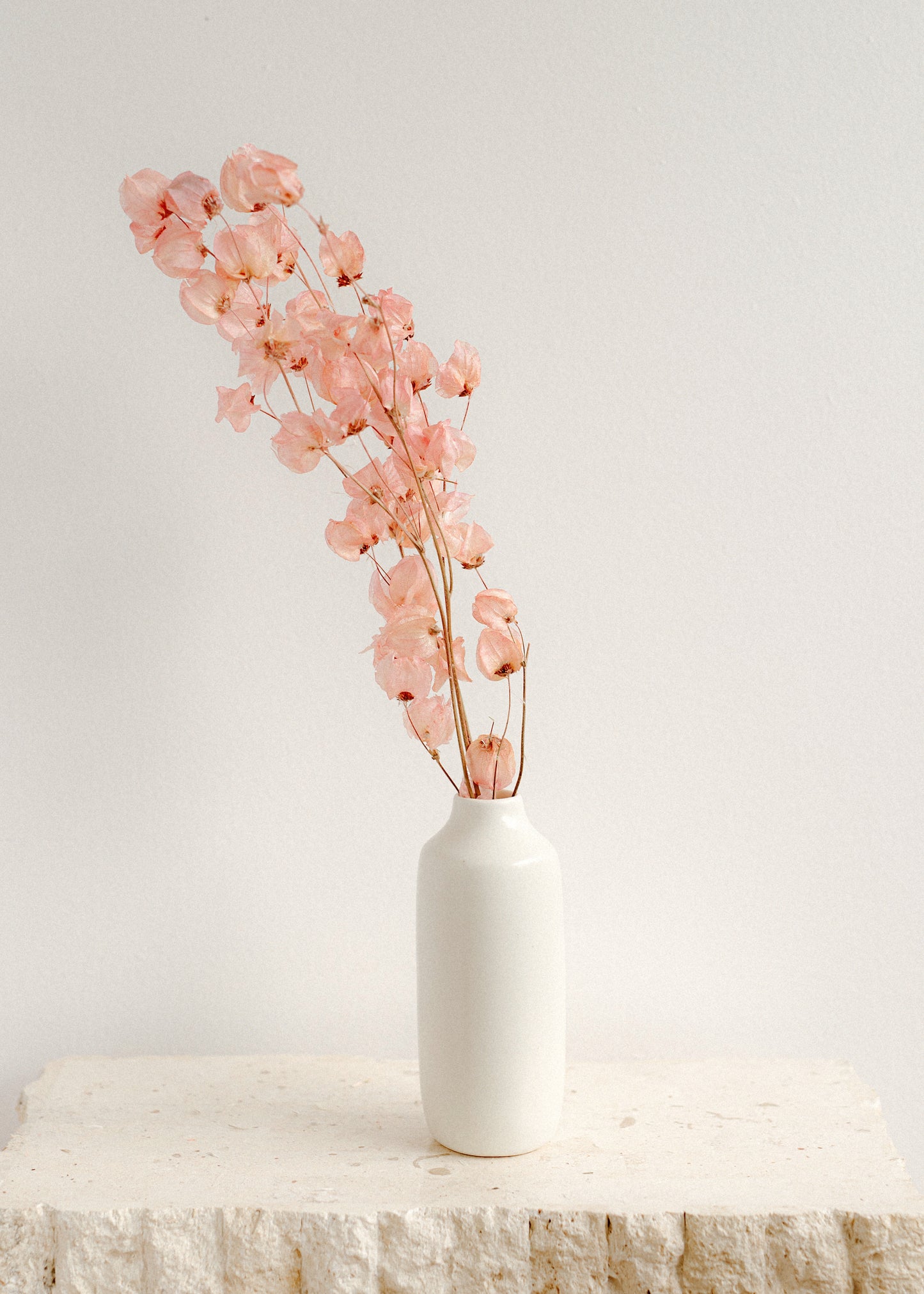 Pink Bougainvillea