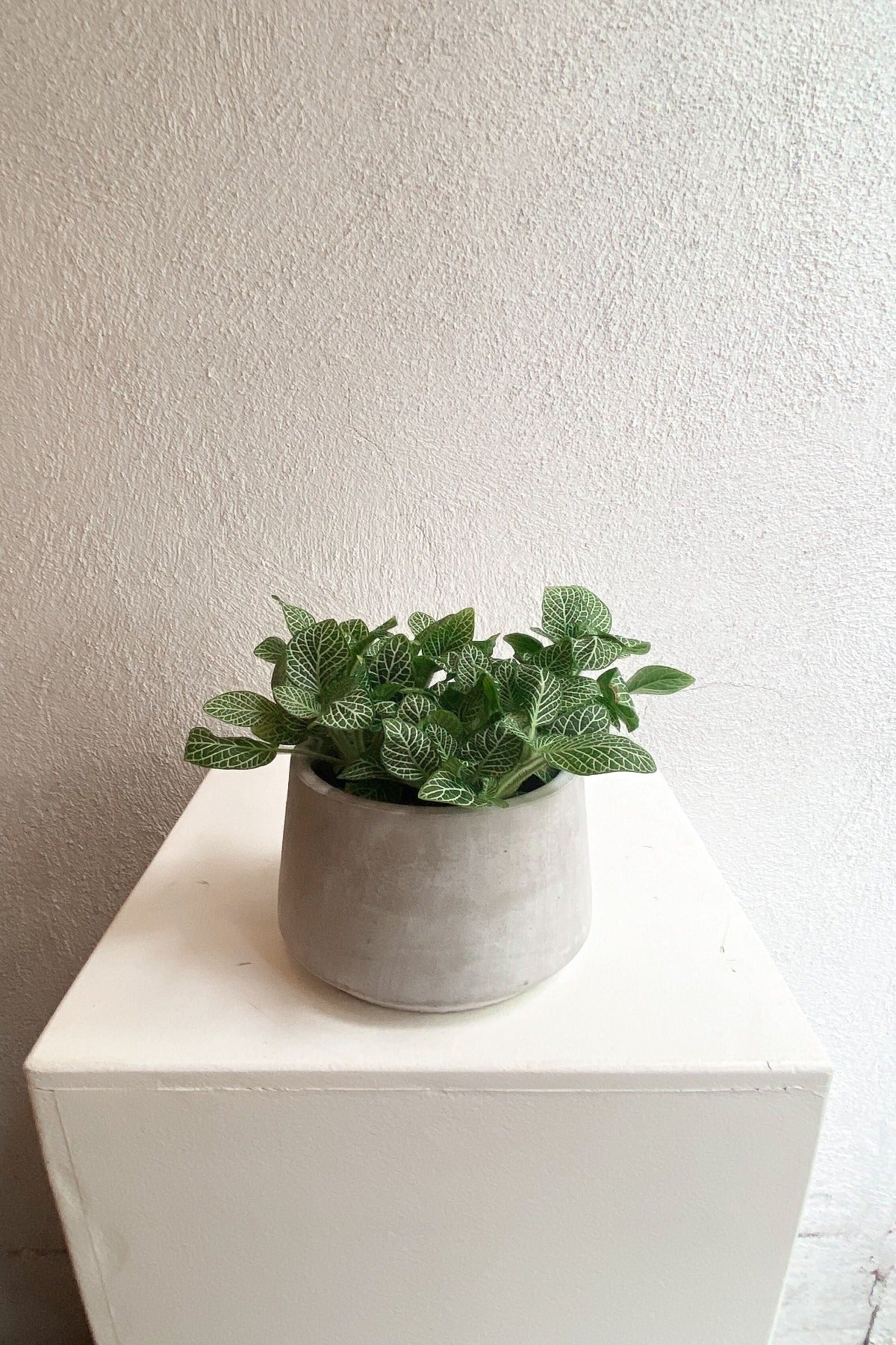 Fittonia Plant