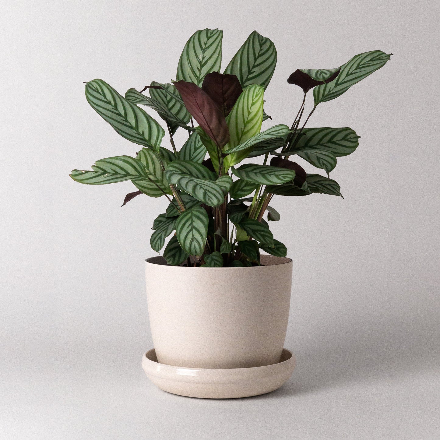 KANSO 7" Bamboo Fibre Planter