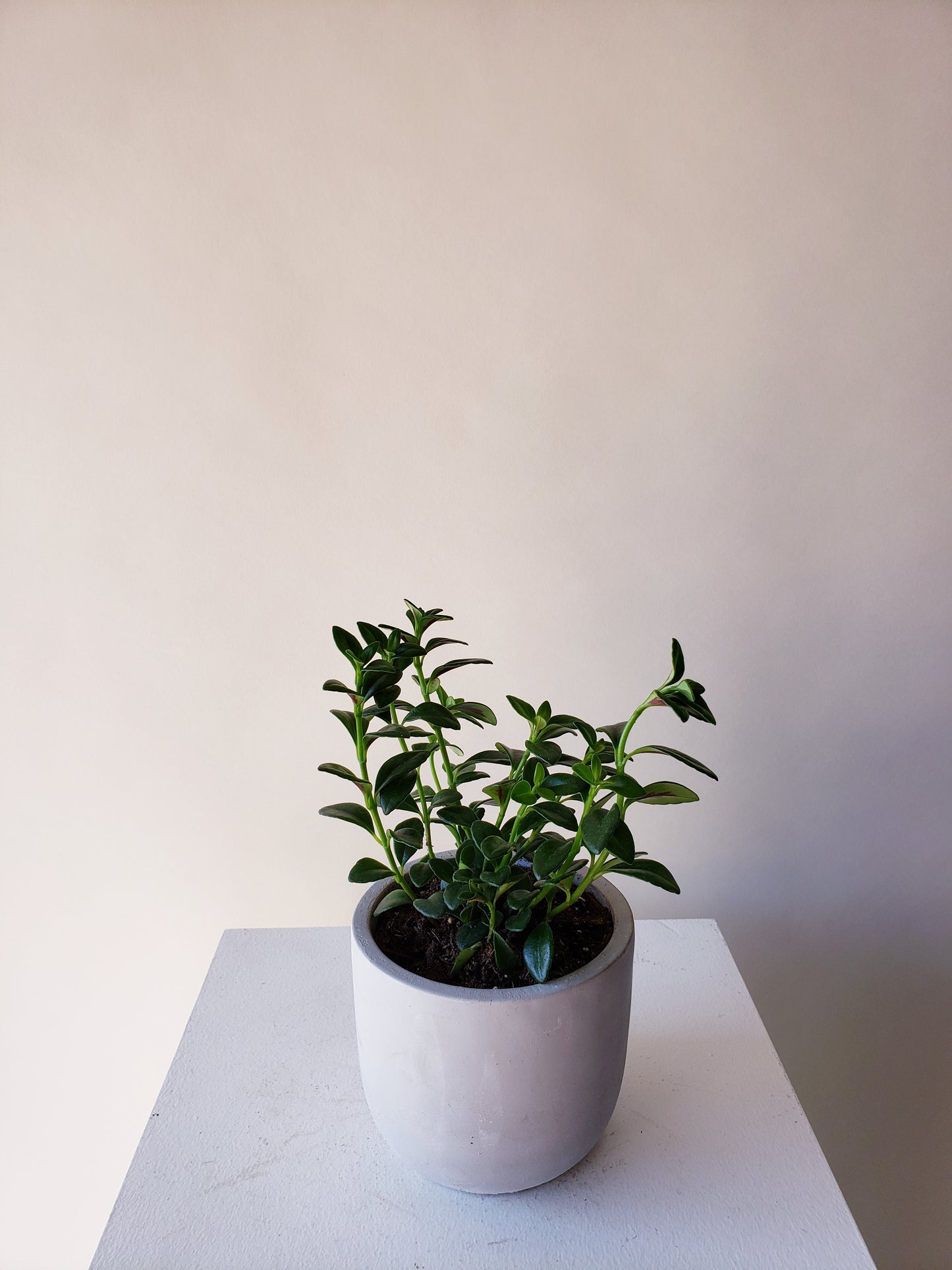 Goldfish Plant