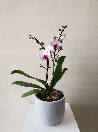 Orchids