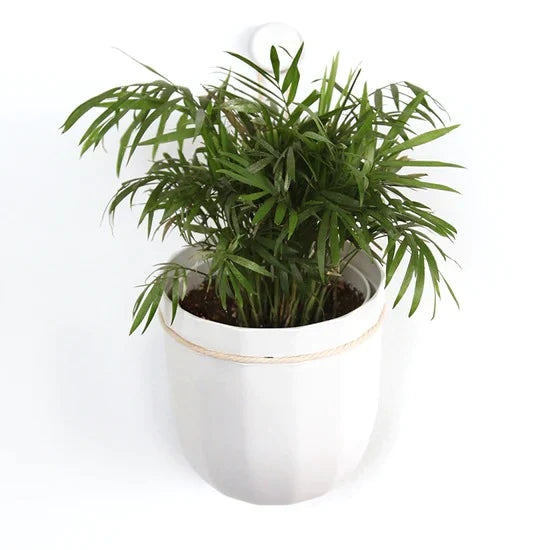 WallyGrow Loop Planters