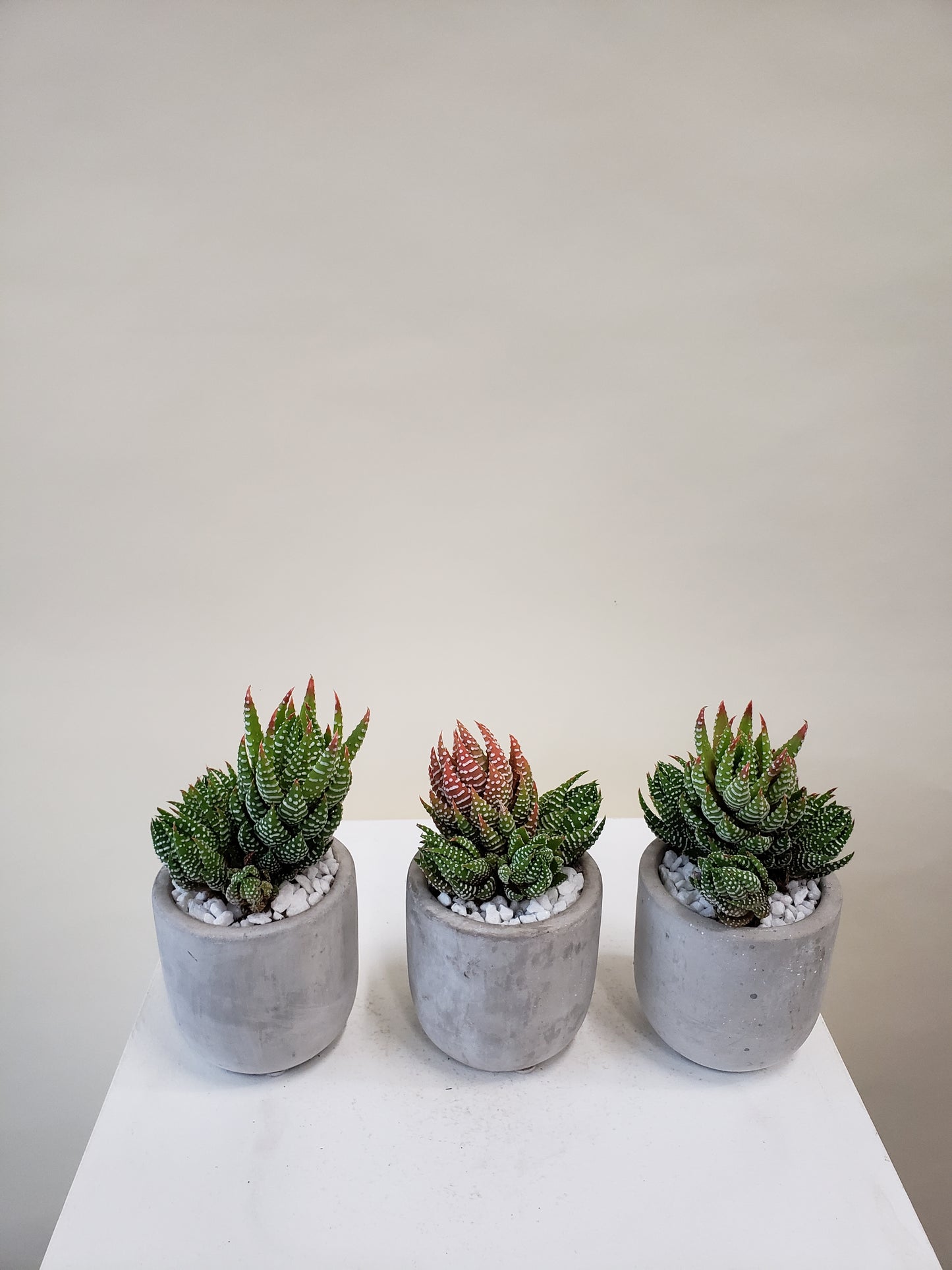 Haworthia Trio