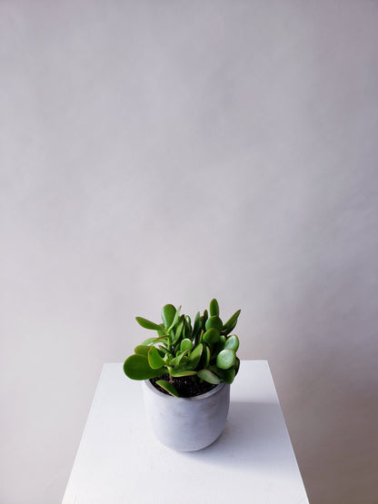 Jade Plant