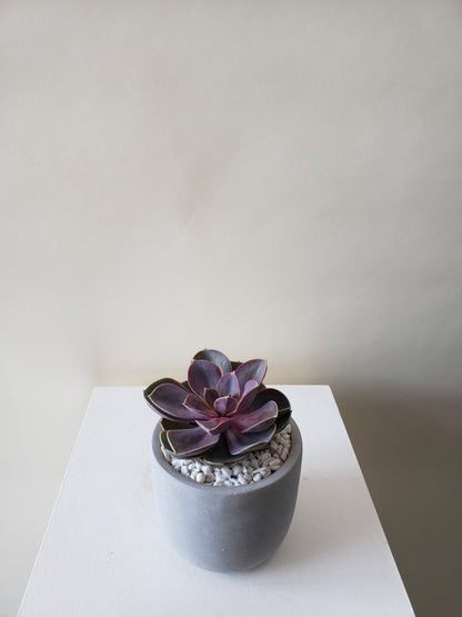 Succulent Plant