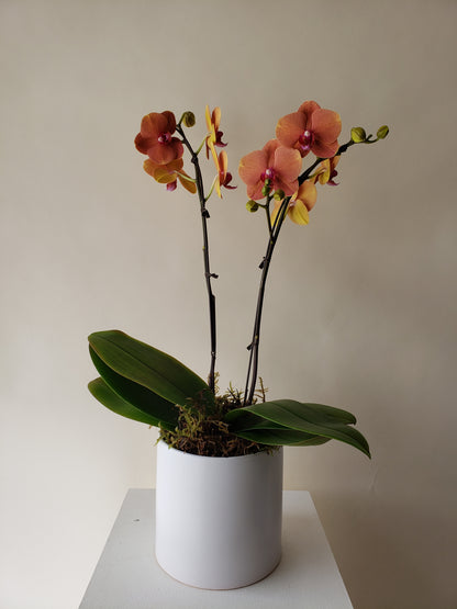 Orchids